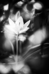Fn205805004-Märchenhafte kleine Tulpenblüte-sw